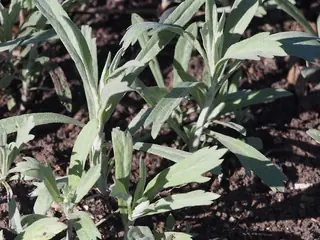 Prairie Sage (Artemisia ludoviciana), habit