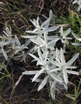 Prairie Sage (Artemisia ludoviciana), fall color