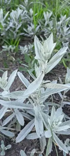 Prairie Sage (Artemisia ludoviciana), foliage