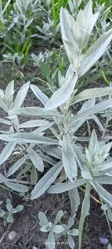 Prairie Sage (Artemisia ludoviciana), bloom