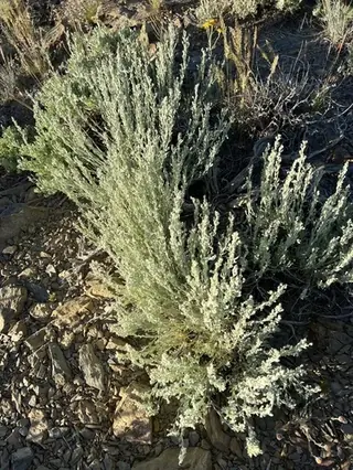 Big sagebrush