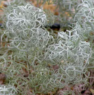 Sea Foam sage (Artemisia versicolor 'Sea Foam'), mature form
