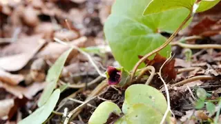 European wild ginger (Asarum europaeum), mature form