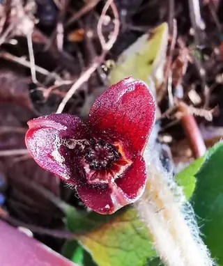 European wild ginger (Asarum europaeum), bloom