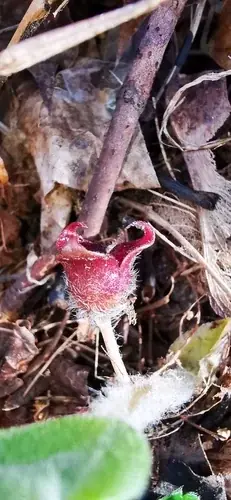 European wild ginger (Asarum europaeum), foliage