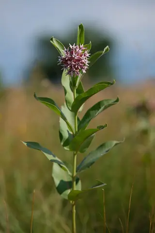 Showy Milkweed (Asclepias speciosa), foliage