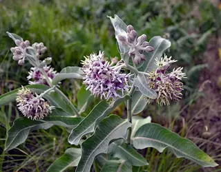 Showy Milkweed (Asclepias speciosa), mature form
