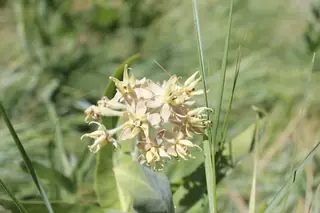 Showy Milkweed (Asclepias speciosa), bloom