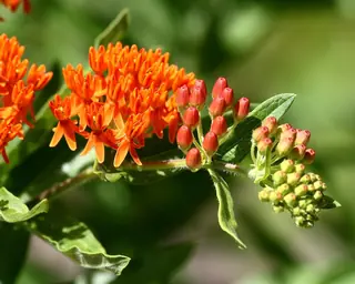 Butterfly Millkweed (Asclepias tuberosa), foliage