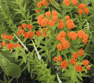 Butterfly Millkweed (Asclepias tuberosa), mature form