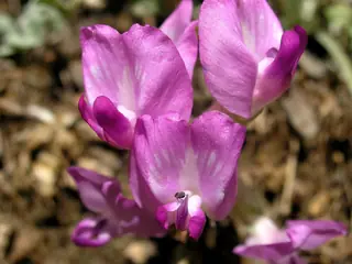 Utah milkvetch (Astragalus utahensis), foliage