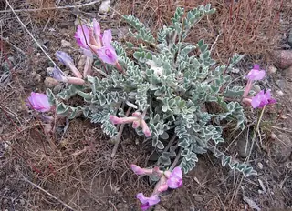 Utah milkvetch