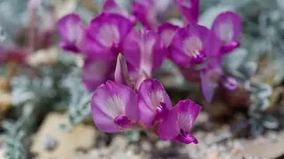 Utah milkvetch (Astragalus utahensis), mature form