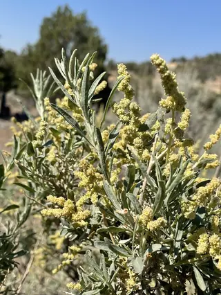Fourwing saltbush (Atriplex canescens), mature form