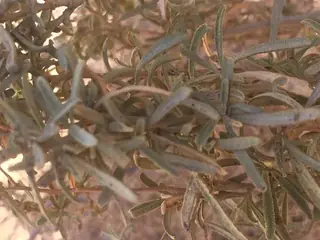 Fourwing saltbush (Atriplex canescens), foliage