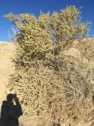 Fourwing saltbush