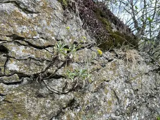 Basket of gold (Aurinia saxatilis), mature form