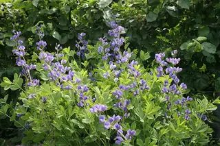 False Indigo (Baptisia australis), foliage