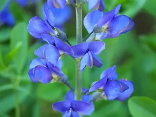 False Indigo (Baptisia australis), habit