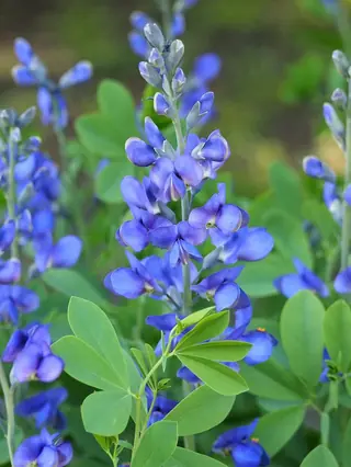 False Indigo (Baptisia australis), fall color