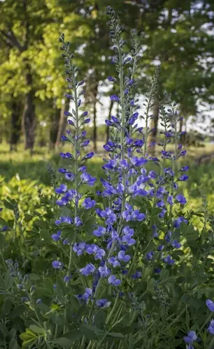 False Indigo (Baptisia australis), mature form