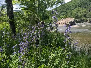 False Indigo