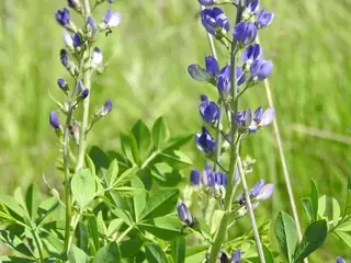 False Indigo (Baptisia australis), bloom