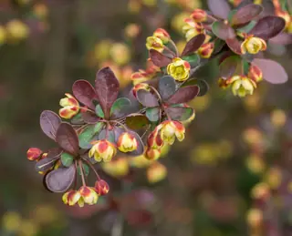 Japanese barberry (Berberis thunbergii), foliage