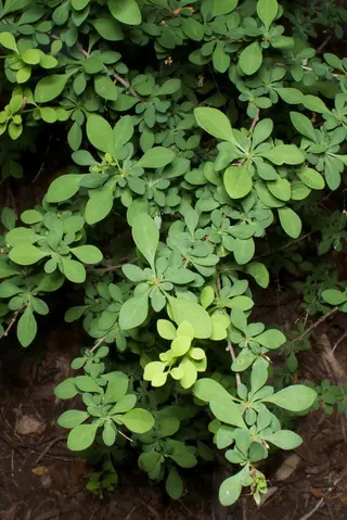 Japanese barberry (Berberis thunbergii), mature form