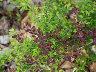Japanese barberry