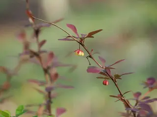 Japanese barberry (Berberis thunbergii), bloom