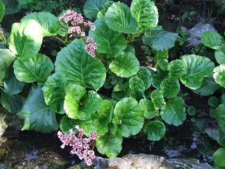 heartleaf bergenia, (Bergenia cordifolia), mature form