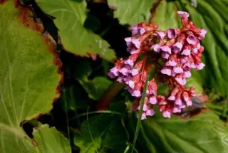 heartleaf bergenia, (Bergenia cordifolia), foliage