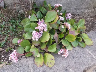 heartleaf bergenia,