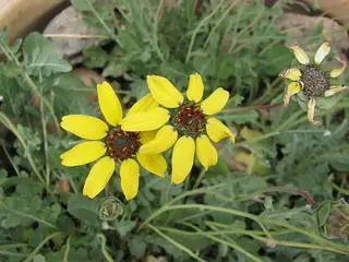 Chocolate Flower (Berlandiera lyrata), foliage