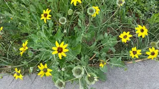 Chocolate Flower (Berlandiera lyrata), mature form