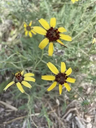 Chocolate Flower (Berlandiera lyrata), bloom