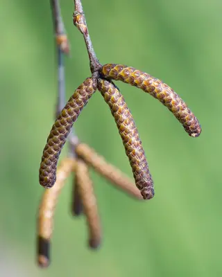 River: Birch (Betula nigra), foliage