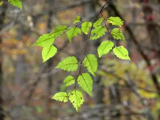 River: Birch (Betula nigra), mature form