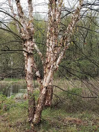 Birch, River: HERITAGE®