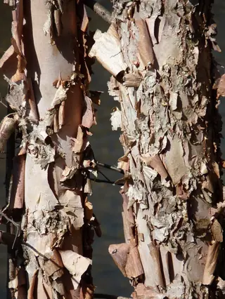 River: Birch (Betula nigra), fall color