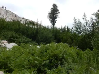 Birch, Rocky Mountain/Water (Betula occidentalis), bloom