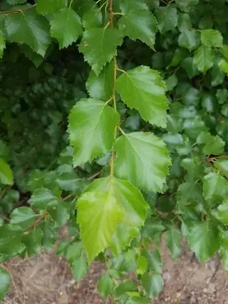 Birch, Rocky Mountain/Water (Betula occidentalis), habit