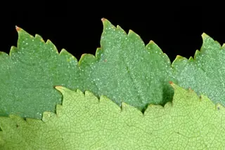 European White: Gracilis Birch (Betula pendula), foliage
