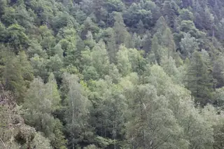 European White: Gracilis Birch (Betula pendula), mature form