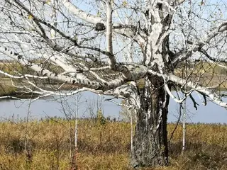 Birch, European White: Gracilis
