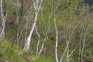 Birch, Asian White: Whitespire, DAKOTA PINNACLE®, PARKLAND PILLAR®