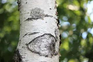 Asian White: Whitespire Birch (Betula platyphylla), mature form