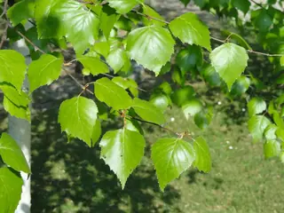 Asian White: Whitespire Birch (Betula platyphylla), foliage