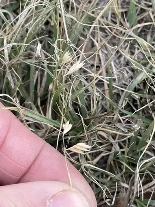 Buffalo grass